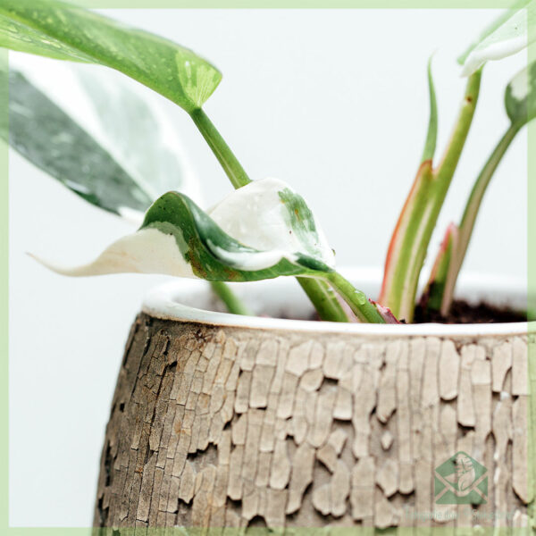 Philodendron White Princess - My Lady kopen