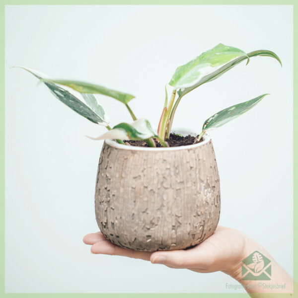 Philodendron White Princess - My Lady kopen