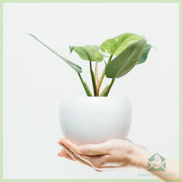 Philodendron White Princess - My Lady kopen