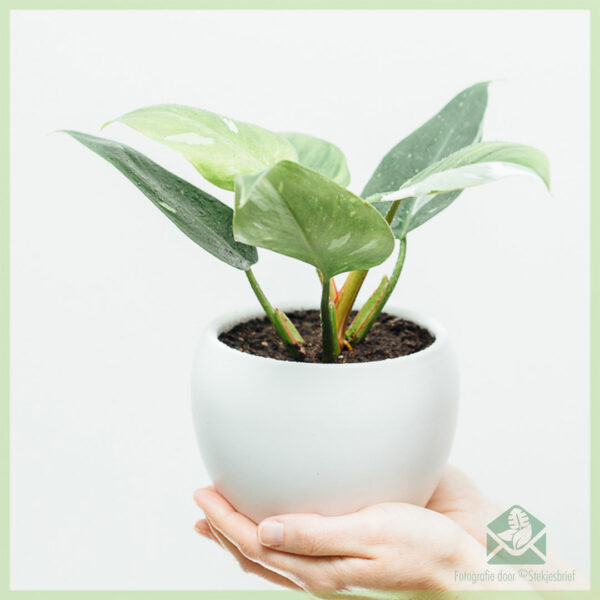 Philodendron White Princess - My Lady kopen