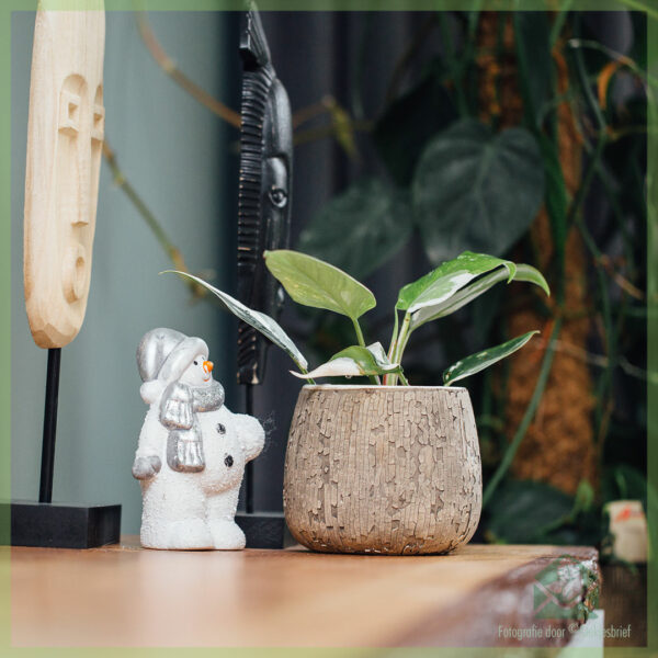 Philodendron White Princess - My Lady kopen