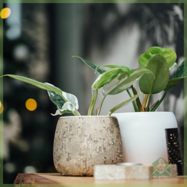 Philodendron White Princess - My Lady kopen