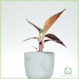 Stromanthe Sanguinea - Calathea triostar stekjes kopen