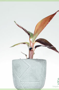 Tuku Stromanthe Sanguinea - Calathea triostar cuttings