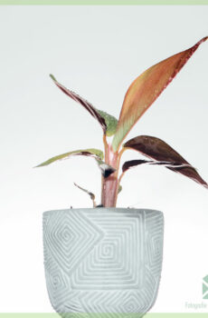 Stromanthe Sanguinea - Calathea triostar stekjes kopen