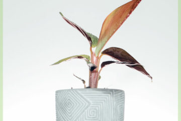 Buy Stromanthe Sanguinea - Calatheae triostar incisiones