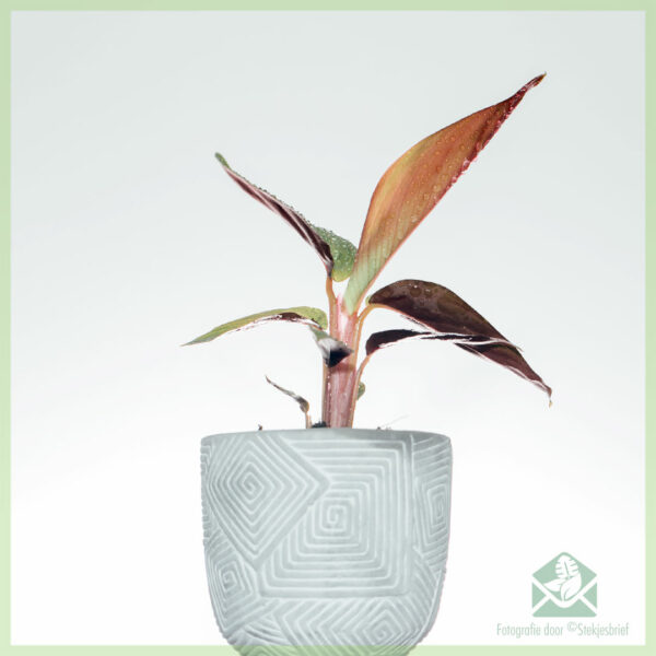 Stromanthe Sanguinea - Calathea triostar stekjes kopen