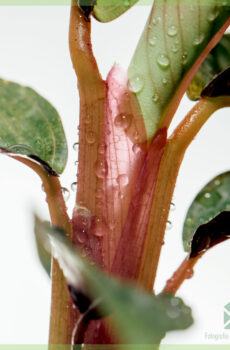 Mésér Stromanthe Sanguinea - Calathea triostar cuttings