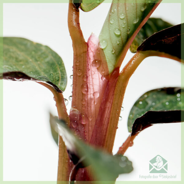 Pirkite Stromanthe Sanguinea – Calathea triostar auginius