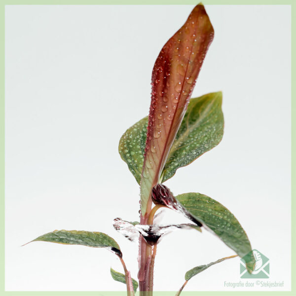 Pirkite Stromanthe Sanguinea – Calathea triostar auginius