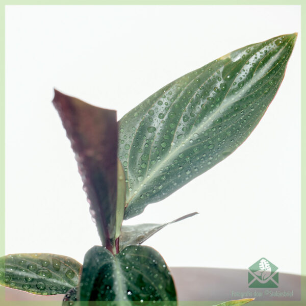 Mésér Stromanthe Sanguinea - Calathea triostar cuttings