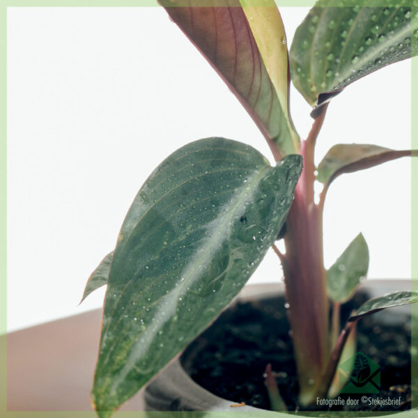 Mésér Stromanthe Sanguinea - Calathea triostar cuttings