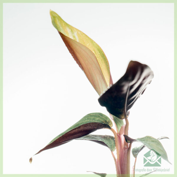Stromanthe Sanguinea - Calathea triostar cuttings خریدیں۔