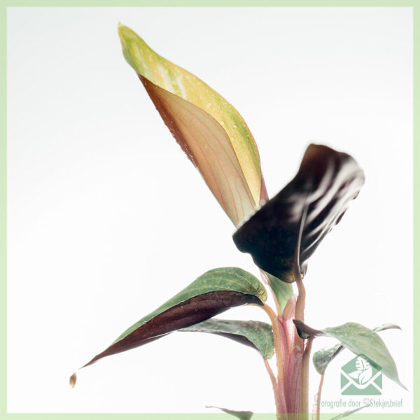 Stromanthe Sanguinea - Calathea ട്രയോസ്റ്റാർ കട്ടിംഗുകൾ വാങ്ങുക