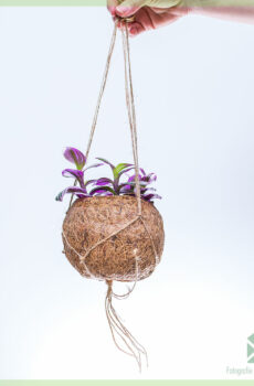 Tradescantia Nanouk in coir hangpot kopen en verzorgen