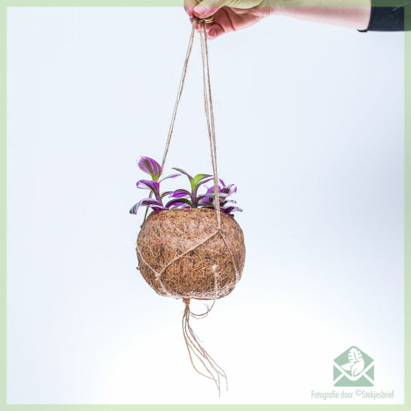 Acheter et entretenir Tradescantia Nanouk dans un pot suspendu en fibre de coco