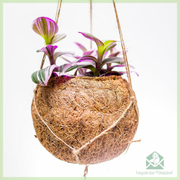 Tradescantia Nanouk in coir hangpot kopen en verzorgen