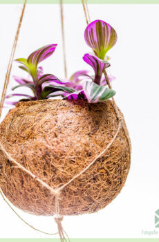 Acheter et entretenir Tradescantia Nanouk dans un pot suspendu en fibre de coco