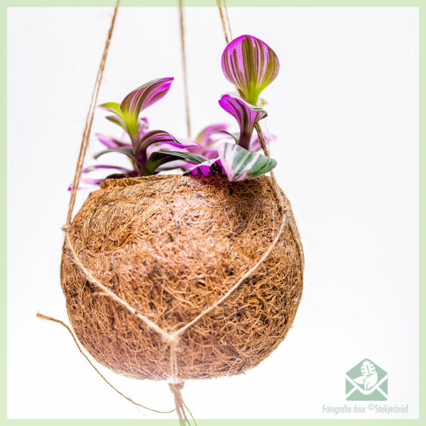 Tradescantia Nanouk in coir hangpot kopen en verzorgen