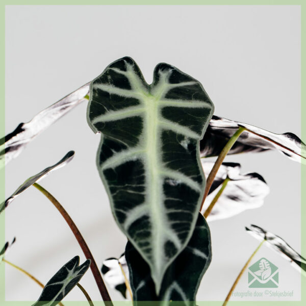 Alocasia olifantsoor bambino kopen