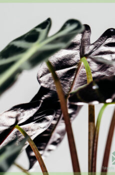 Alocasia എലിഫെന്റ് ഇയർ ബാംബിനോ വാങ്ങുക