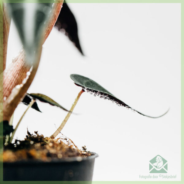 Acheter Alocasia oreille d'éléphant bambino