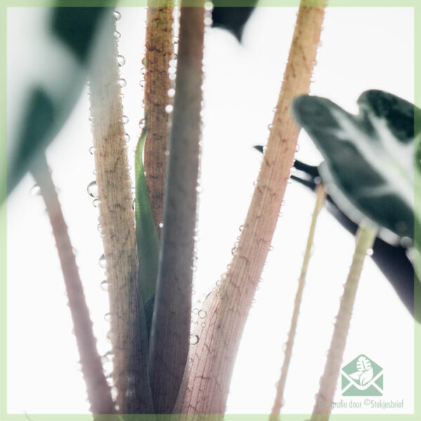 Acheter Alocasia oreille d'éléphant bambino