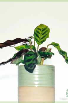 Calathea Insignia - lancifolia - nákup a péče