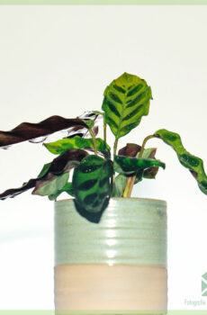 Calathea Insignia-lancifolia-購入してお手入れ