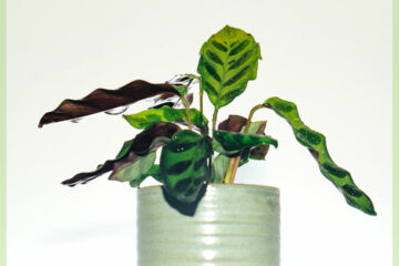 Calathea Insignia - lancifolia - hoko me te tiaki