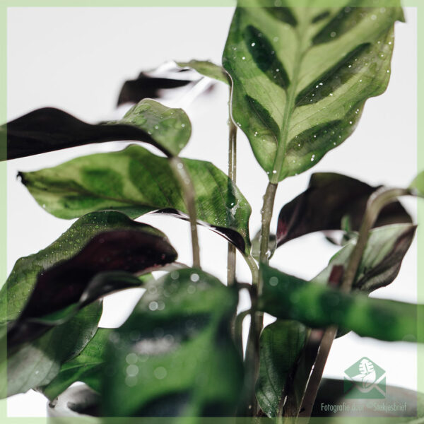 Calathea Insignia - lancifolia - खरेदी आणि काळजी