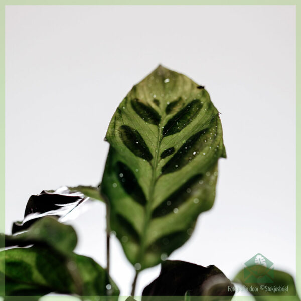 Calathea Insignia - lancifolia - iibso oo daryeel