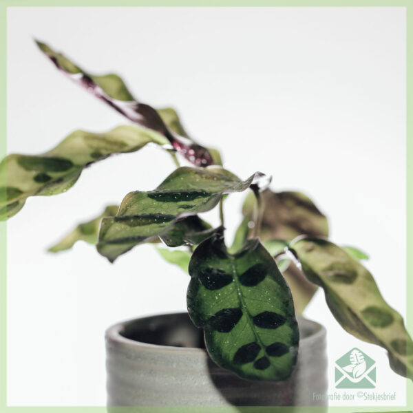 Calathea 휘장 - lancifolia - 구매 및 관리