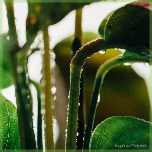 Calathea Insignia - lancifolia - खरेदी आणि काळजी