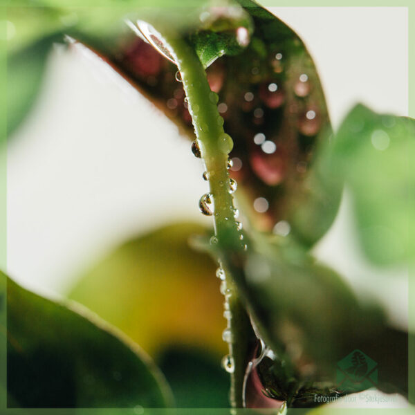 Calathea Insignia - lancifolia - tuku lan ngurus