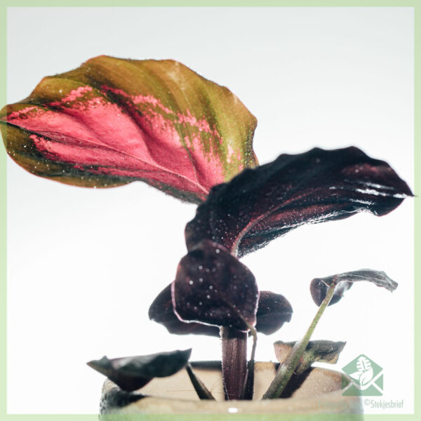 Achte Calathea Roseopicta Rosy Crimson