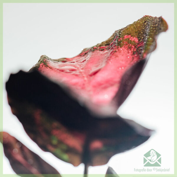 Купете Calathea Roseopicta Rosy Crimson