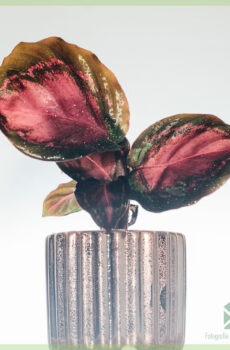 Calathea Roseopicta Rosy Crimson kopen