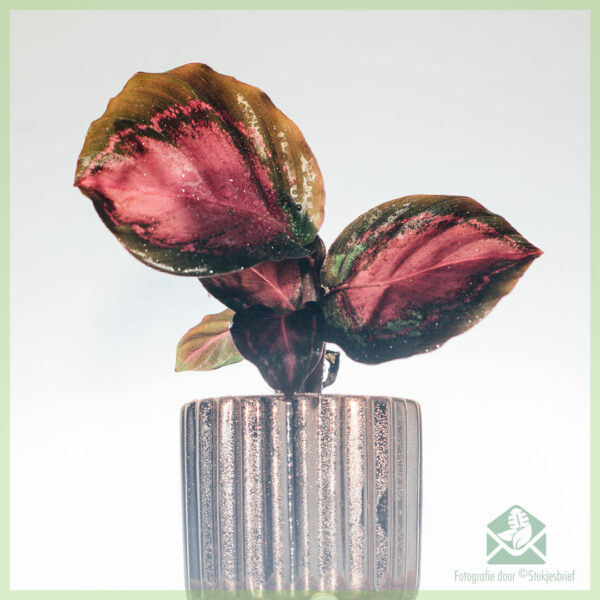 Купити Calathea Roseopicta Rosy Crimson