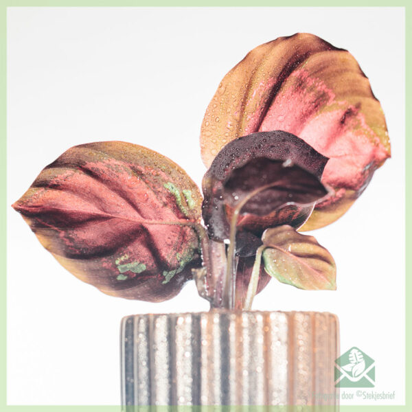 Mua Calathea Roseopicta Rosy Crimson