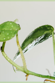 Mésér Philodendron scandens cuttings