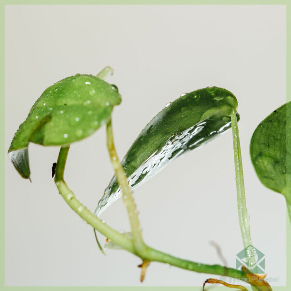 Tuku Philodendron scandens cuttings