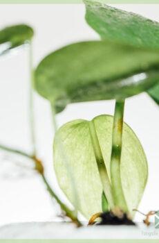Pērciet Philodendron scandens spraudeņus