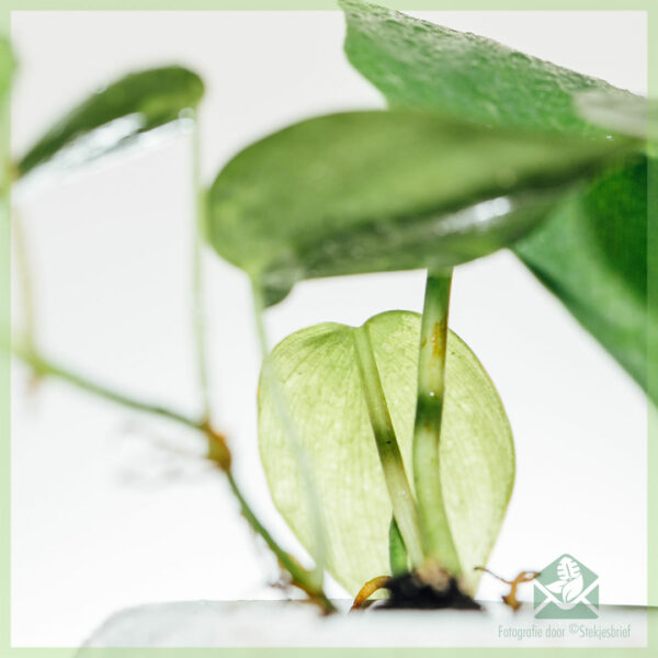 Tuku Philodendron scandens cuttings