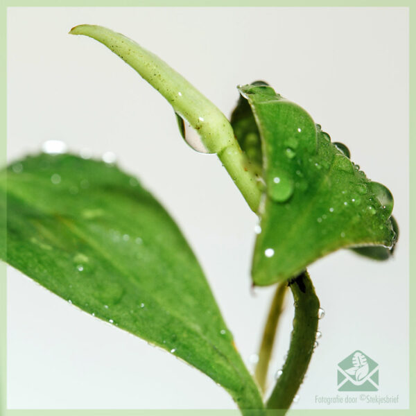 Blej Philodendron scandens cutting v