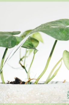 Mésér Philodendron scandens cuttings