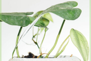 Tuku Philodendron scandens cuttings