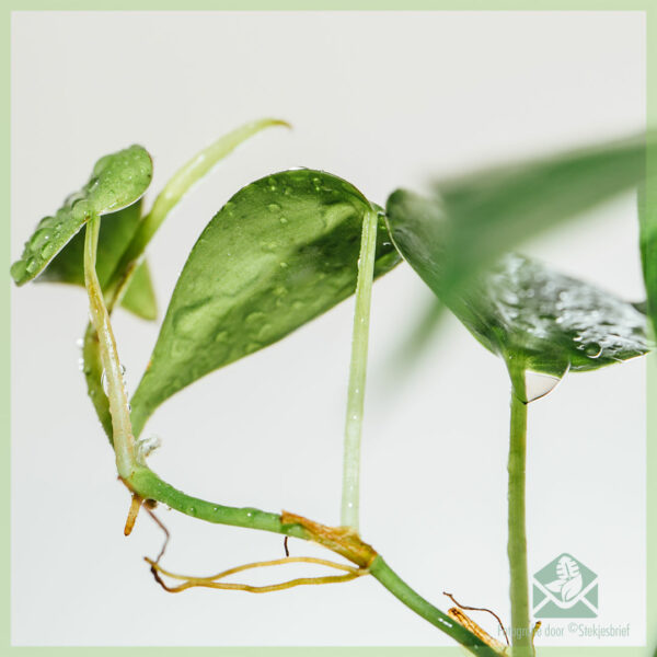 Tuku Philodendron scandens cuttings