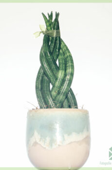 Sansevieria Twist mini plant bikirin