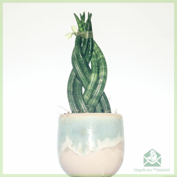 Acheter mini plante Sansevieria Twist